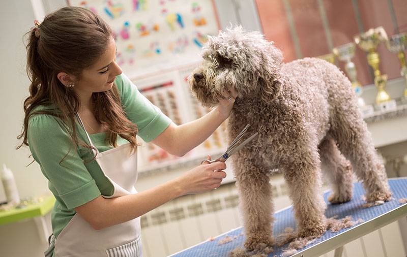 7 things you need to know before choosing a dog spa